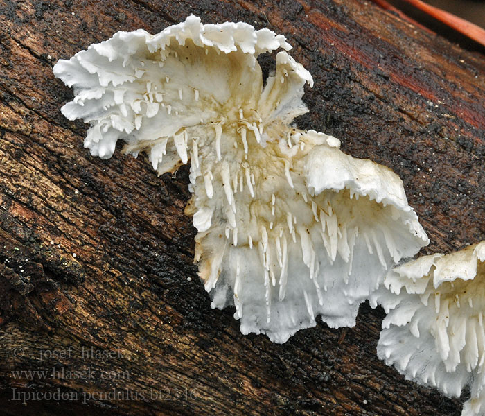 Talvihampikka Hängender Amyleggenpilz Irpicodon pendulus