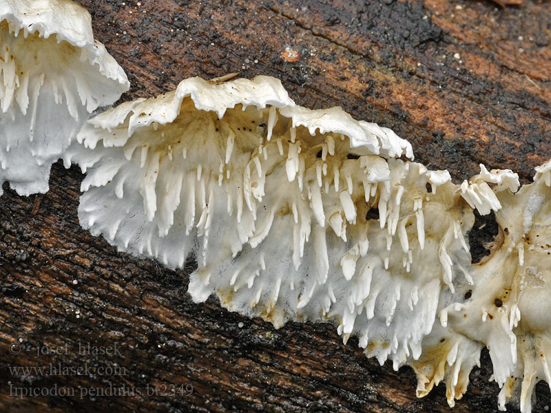 Radlaczek zwisły Zubánik sosnový Irpicodon pendulus