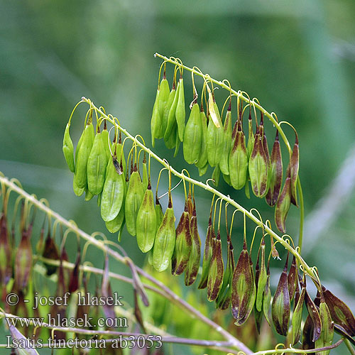 Isatis tinctoria ab3053