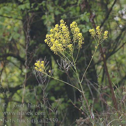 Isatis tinctoria ah2539