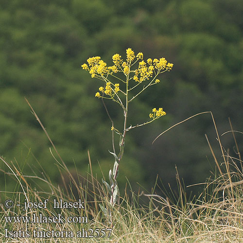 Isatis tinctoria ah2539