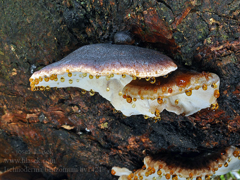 Ischnoderma benzoinum Smolokorka pryskyřičná