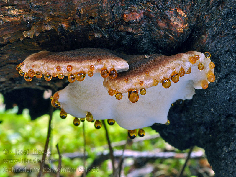 Ischnoderma_benzoinum_bv1423