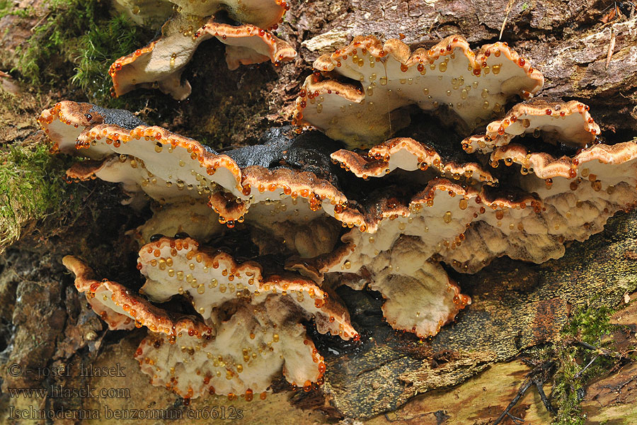 Smolokorka pryskyřičná Ischnoderma benzoinum