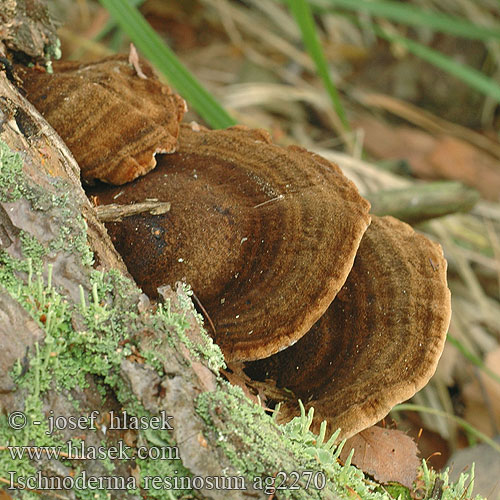 Ischnoderma resinosum Smolokorka buková Resinous Polypore fuligineux