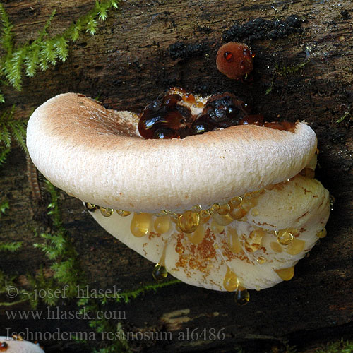 Polypore fuligineux Smolokôrovka buková Smolucha bukowa