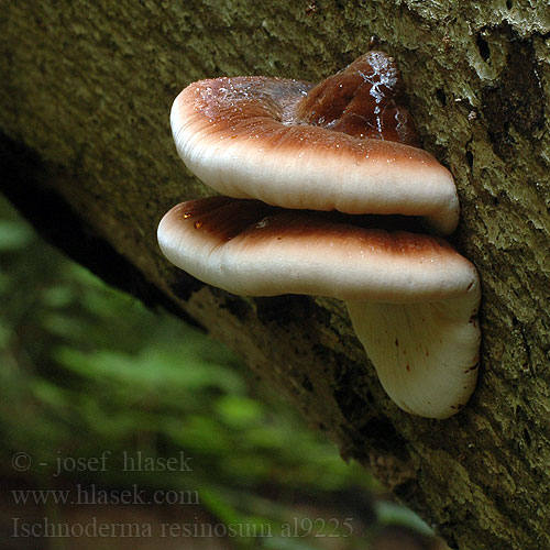 Smolokorka buková Resinous Polypore fuligineux Smolokôrovka buková