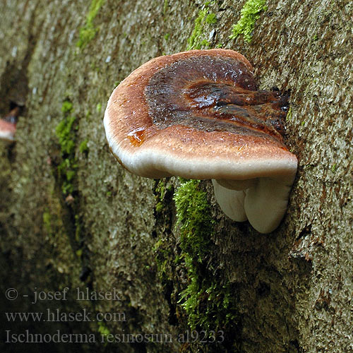 Polypore fuligineux Smolokôrovka buková Smolucha bukowa