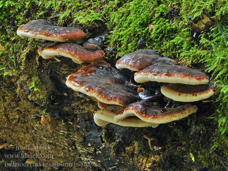 Ischnoderma resinosum Smolokorka buková