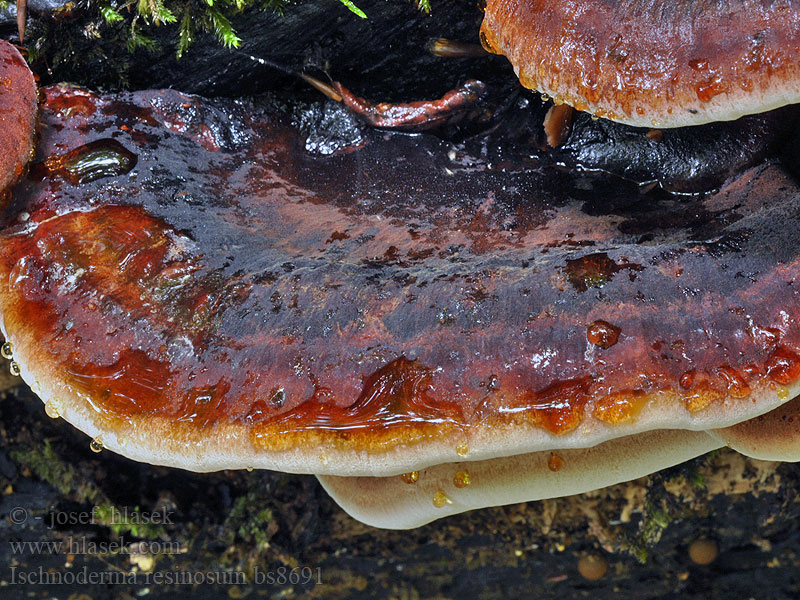 Ischnoderma resinosum Resinous Polypore fuligineux