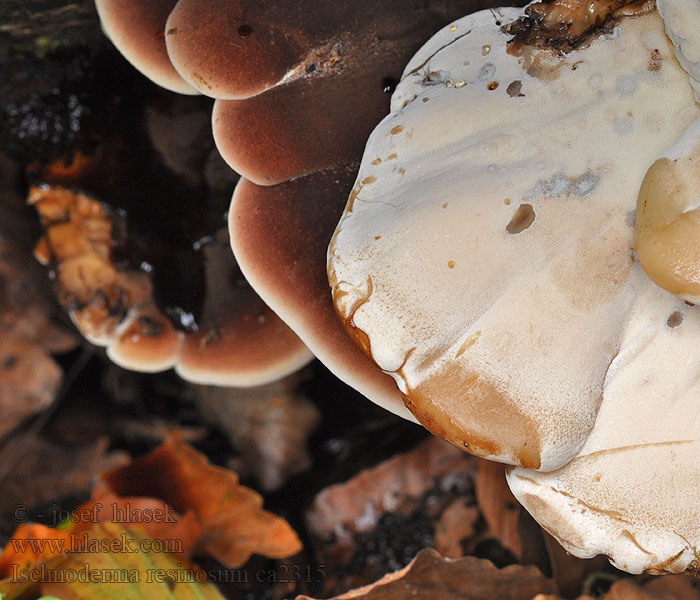 Smolokorka buková Resinous Polypore fuligineux Ischnoderma resinosum