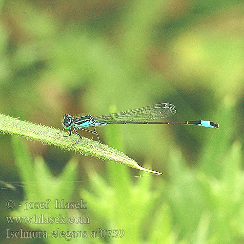 Ischnura elegans Blue-tailed Damselfly Common Bluetail