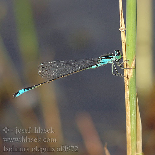 Ischnura elegans Agrion élégant Lantaarntje Agrion elegante