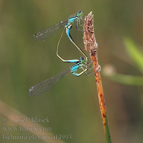 Ischnura elegans Große Pechlibelle Tężnica wytworna