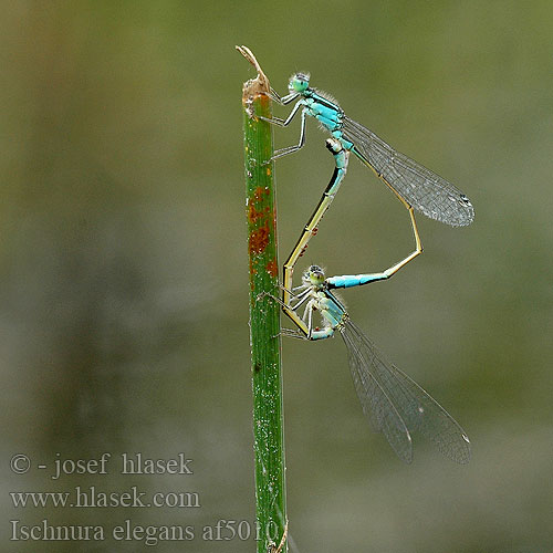 Ischnura elegans Kystvannymfe Тонкохвост