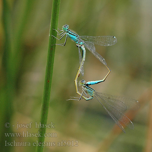 Ischnura elegans Modri kresničar マンシュウイトトンボ