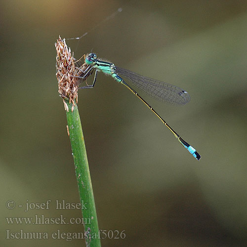 Ischnura elegans Kék légivadász Blue-tailed Damselfly