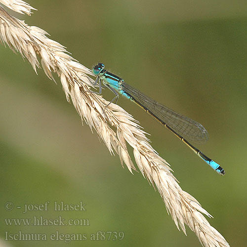 Ischnura elegans af8739