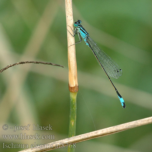 Ischnura elegans Lantaarntje Agrion élégant elegante