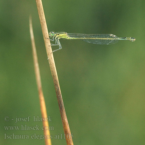 Ischnura elegans Blue-tailed Damselfly Common Bluetail