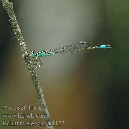 Ischnura elegans Agrion élégant Lantaarntje Agrion elegante