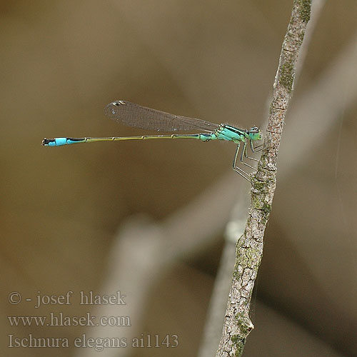 Ischnura elegans šidélko větší Allmän kustflickslända