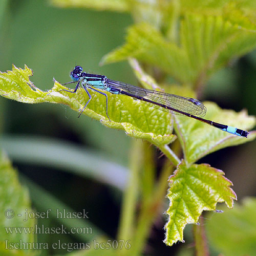 Ischnura elegans bc5076