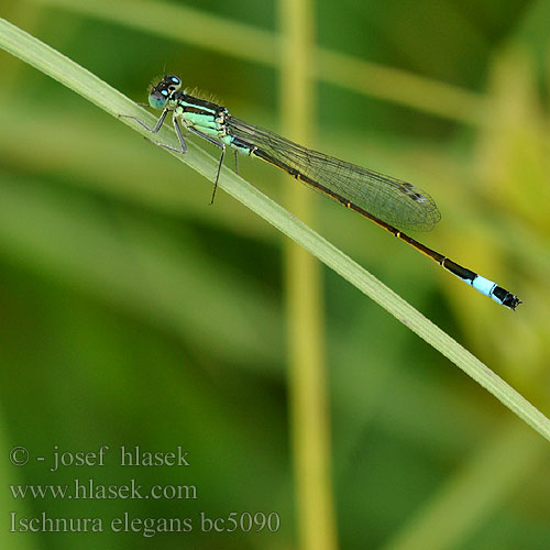 Ischnura elegans bc5090