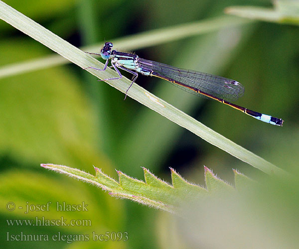 Ischnura elegans bc5093