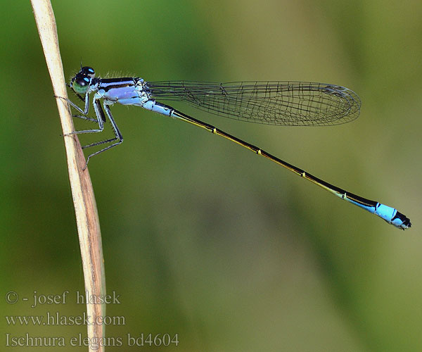 Ischnura elegans bd4604