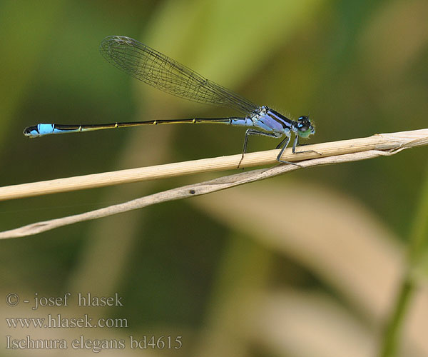 Ischnura elegans bd4615