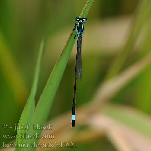 マンシュウイトトンボ Kék légivadász Ischnura elegans