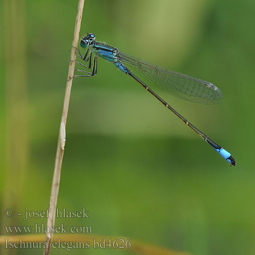 Kék légivadász Ischnura elegans Blue-tailed Damselfly