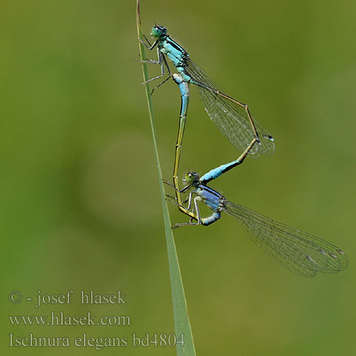 Blue-tailed Damselfly Common Bluetail Stor Farvevandnymfe