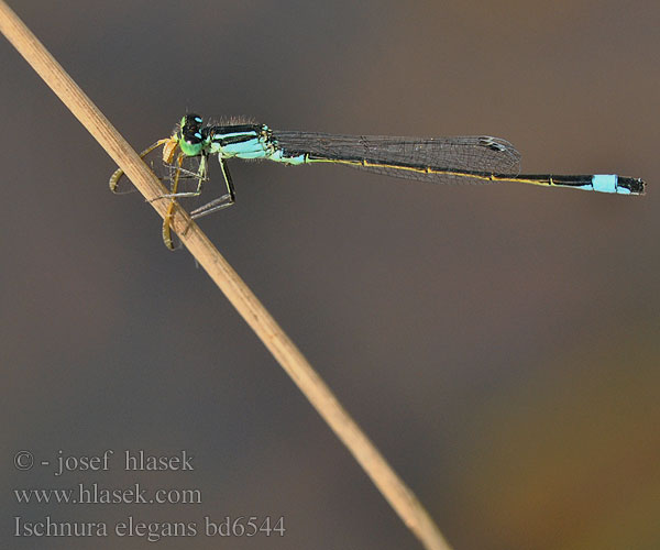 Hoikkatytönkorento Agrion élégant Lantaarntje Agrion elegante