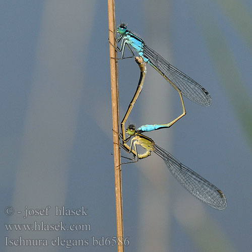 Agrion élégant Lantaarntje Agrion elegante Große Pechlibelle