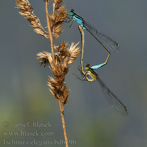 Agrion elegante Große Pechlibelle Tężnica wytworna