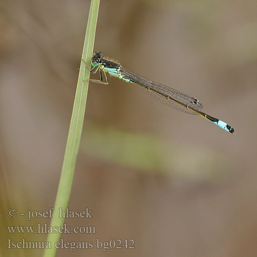 Ischnura elegans bg0242