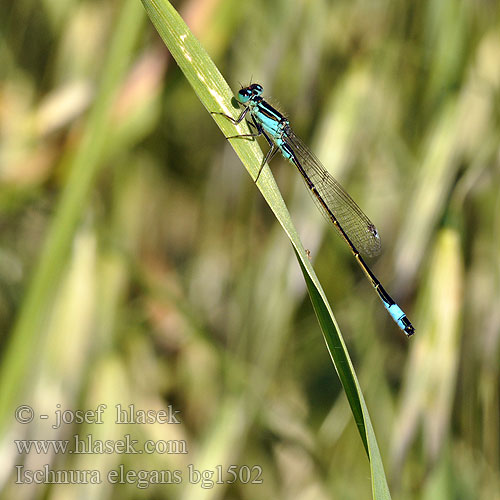 Ischnura elegans bg1502