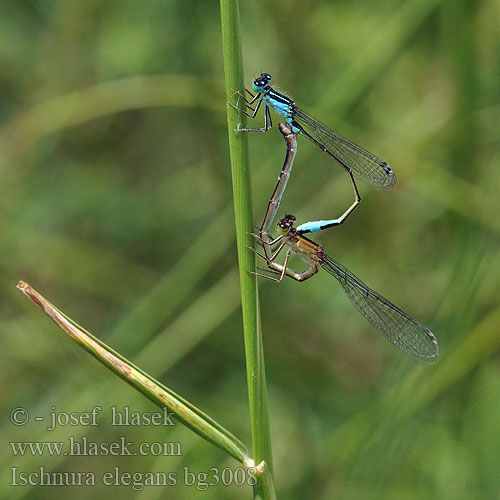 Ischnura elegans bg3008