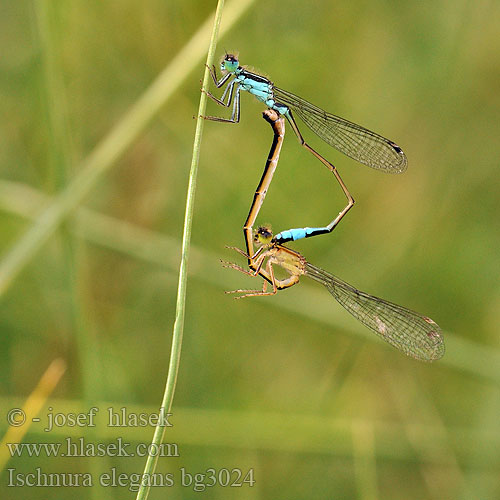 Ischnura elegans bg3024