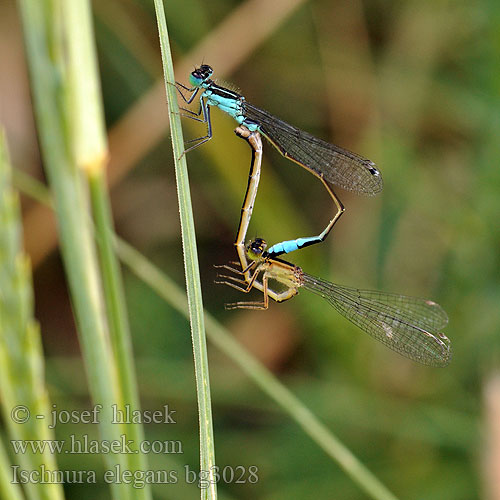 Ischnura elegans bg3028