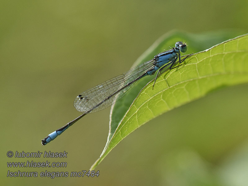 Blue-tailed Damselfly Common Bluetail Stor Farvevandnymfe Ischnura elegans