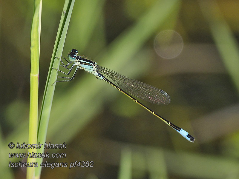 Hoikkatytönkorento Agrion élégant Ischnura elegans