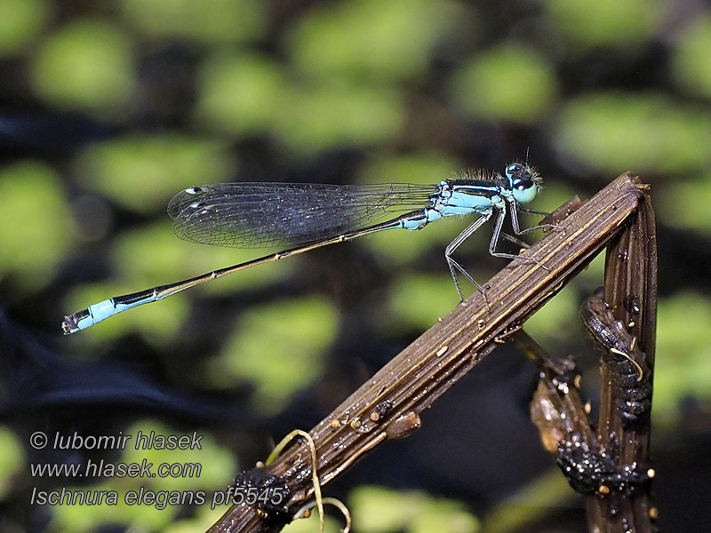 Lantaarntje Agrion elegante Ischnura elegans