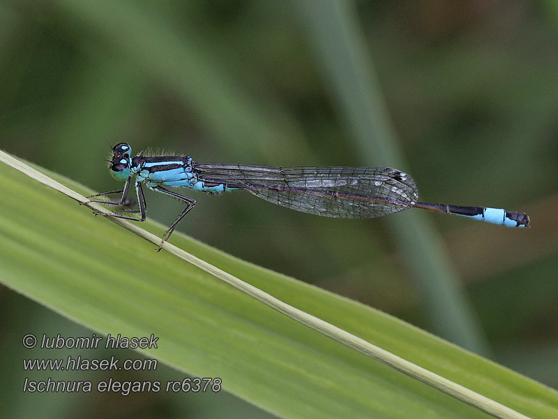 Allmän kustflickslända Kystvannymfe Ischnura elegans