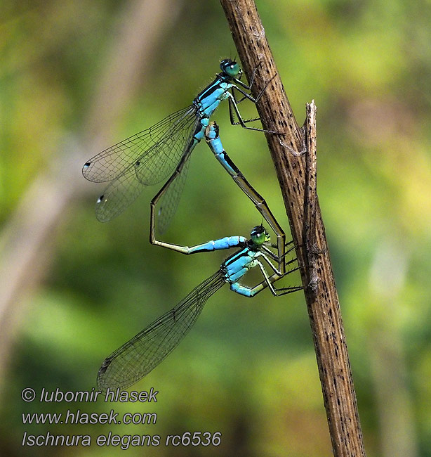 Тонкохвост изящный Тонкохвіст елегантний Ischnura elegans