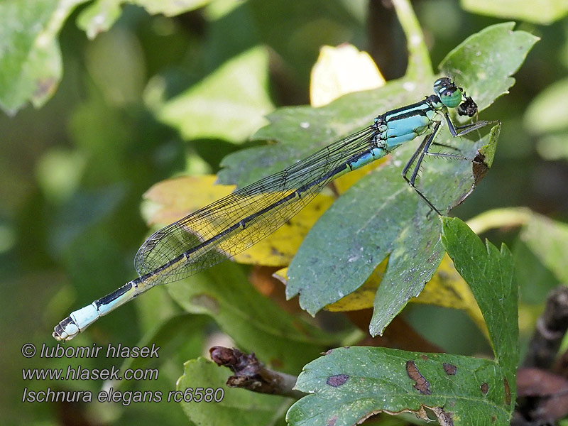 Modri kresničar マンシュウイトトンボ Ischnura elegans