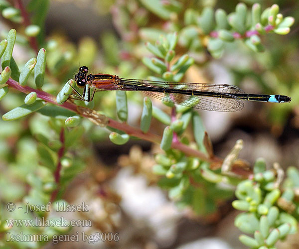 Ischnura genei Island Bluetail Insel-Pechlibelle Tyrrheens lantaarntje Agrion Gené sarde