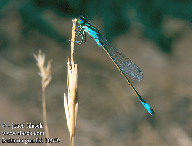 Ischnura graellsii Spanische Pechlibelle